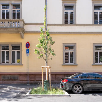 Bild der Dankstelle Begrünung Seitenstraßen Bergheimer Straße