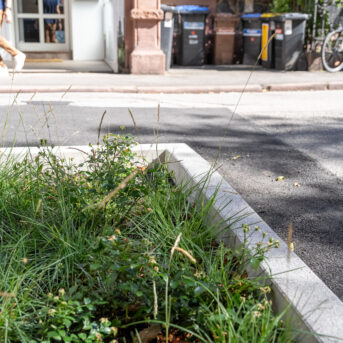 Bild der Dankstelle Begrünung Seitenstraßen Bergheimer Straße